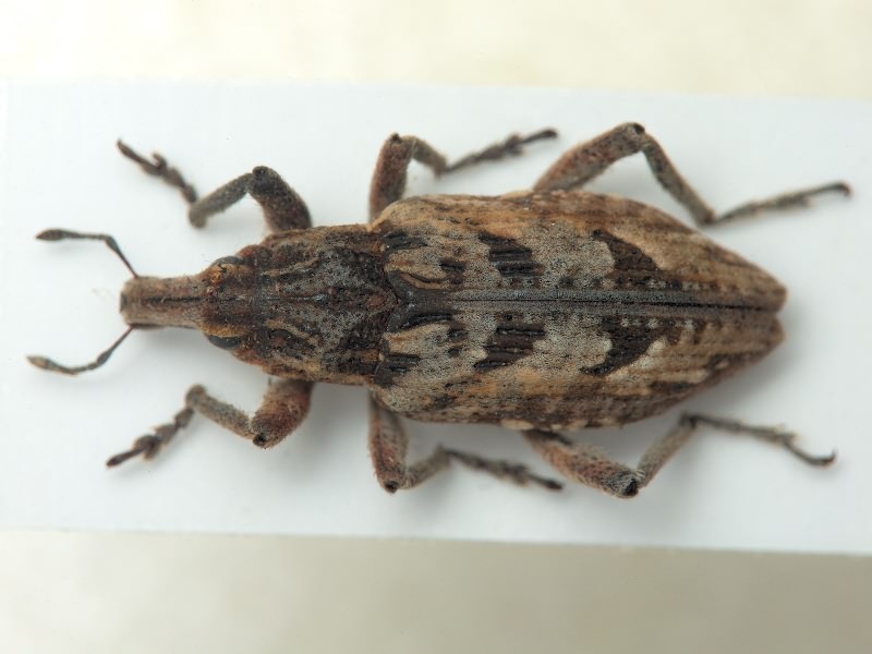 Coniocleonus